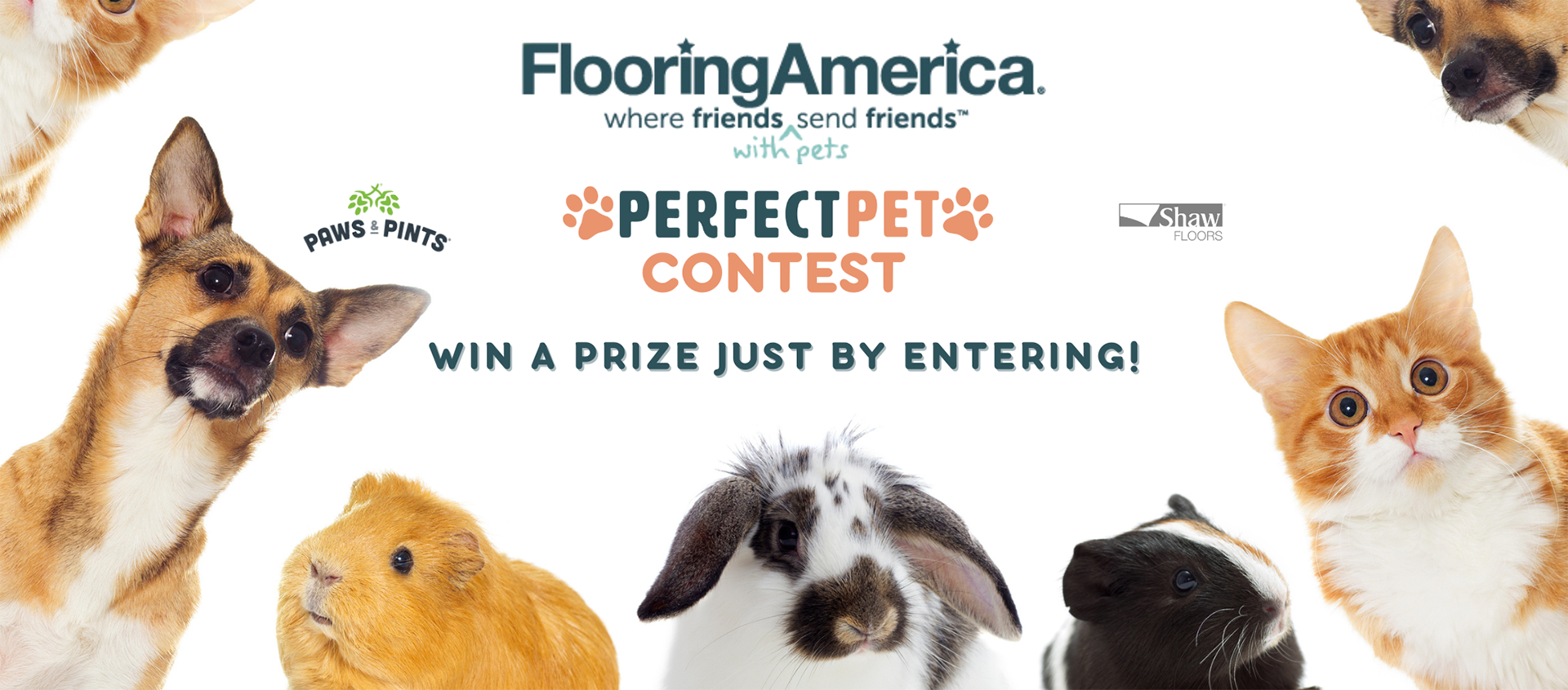 Pet Contest